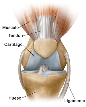 Vista frontal de una rodilla normal.