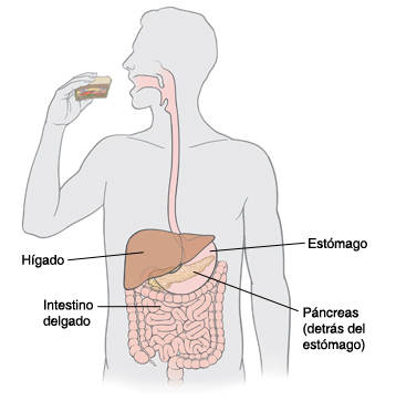 Contorno de una persona que come un sándwich. Pueden verse el hígado, el páncreas detrás del estómago, el estómago y el intestino delgado.