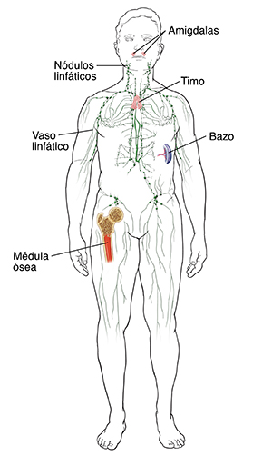 Vista frontal del contorno de un hombre indicando el sistema inmunitario, incluidos la médula ósea, las amígdalas, el sistema linfático, el bazo y el timo.