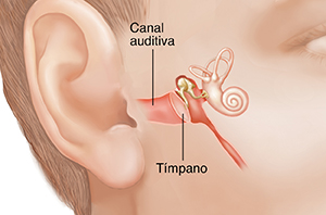 Cara parcialmente girada donde pueden verse las estructuras del oído interno.