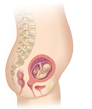 Vista lateral del cuerpo de una mujer donde se muestra el aparato reproductor y un feto de 4 meses.