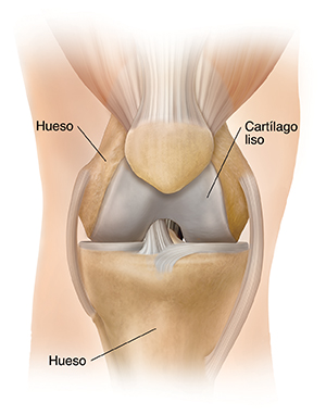 Vista frontal de una articulación de rodilla.