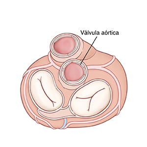 Vista superior del corazón que muestra la válvula aórtica abierta.