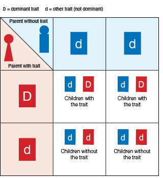 Genetic illustration demonstrating autosomal dominant inheritance.