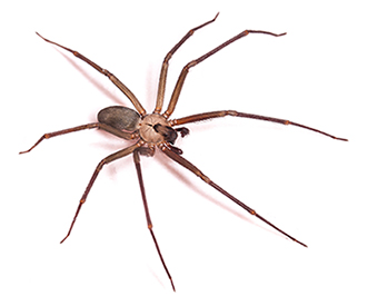 Brown Recluse